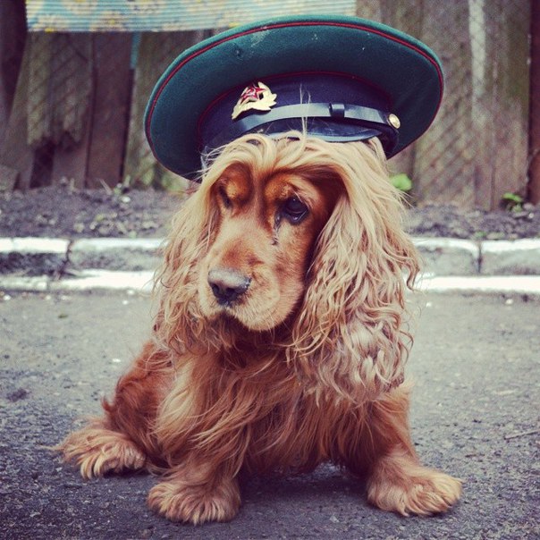 Фото породы Английский кокер-спаниель