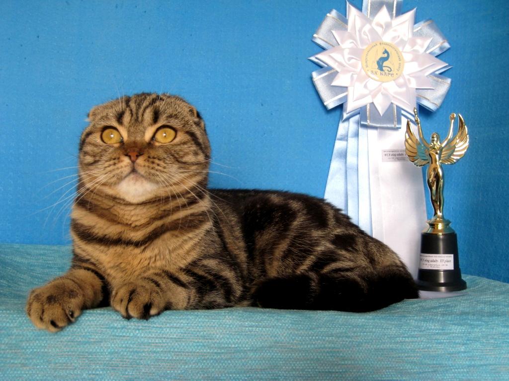 Фото породы Шотландская вислоухая (Скоттиш-фолд)