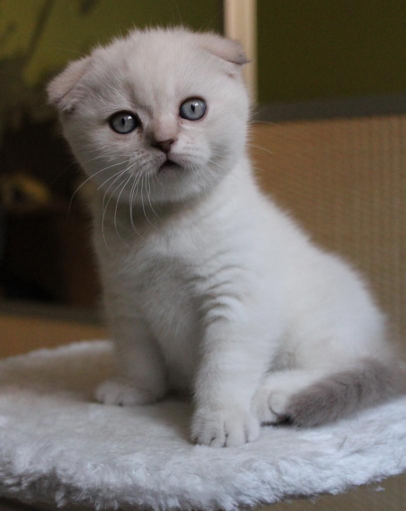 Фото породы Шотландская вислоухая (Скоттиш-фолд)