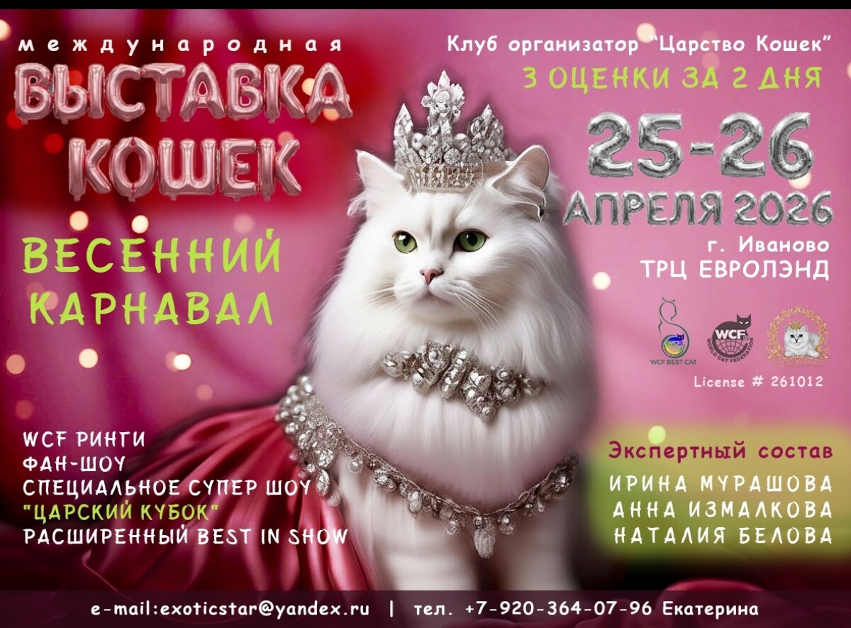 Фото выставки кошек