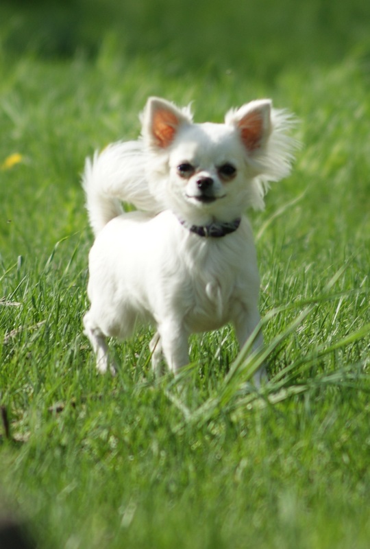 Фото породы Чихуахуа