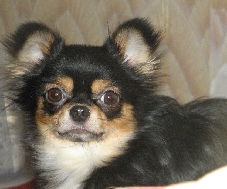 Фото породы Чихуахуа