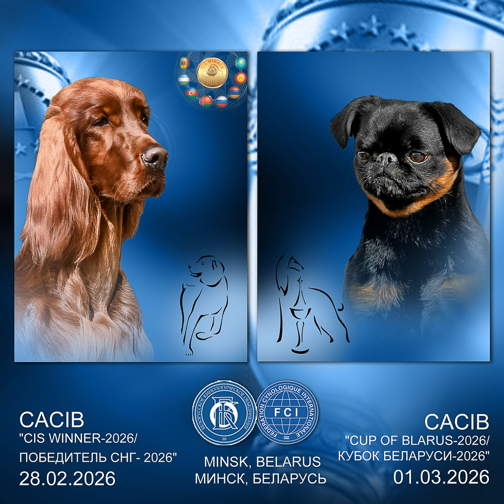  Выставка собак 