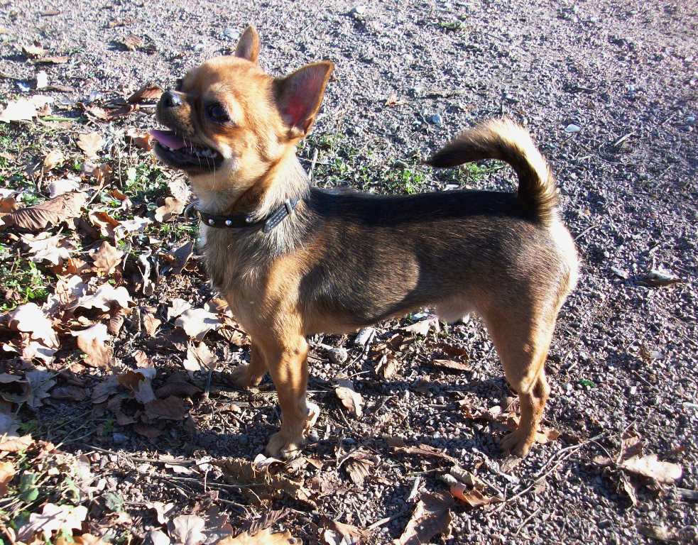 Фото породы Чихуахуа