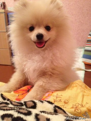 Фото породы Немецкий шпиц