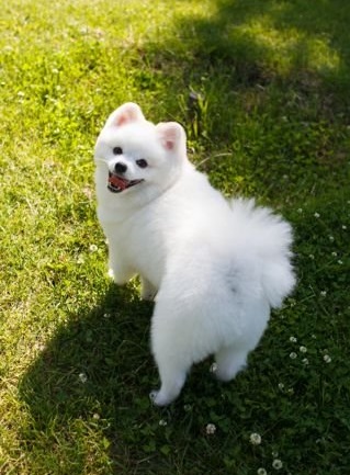 Фото породы Немецкий шпиц