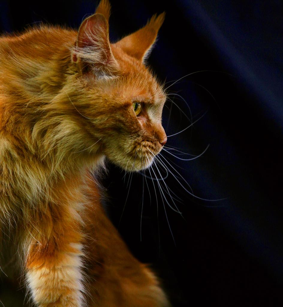 Фото породы Мейн-кун