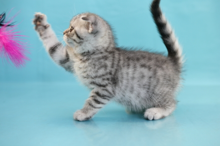 Фото породы Шотландская вислоухая (Скоттиш-фолд)